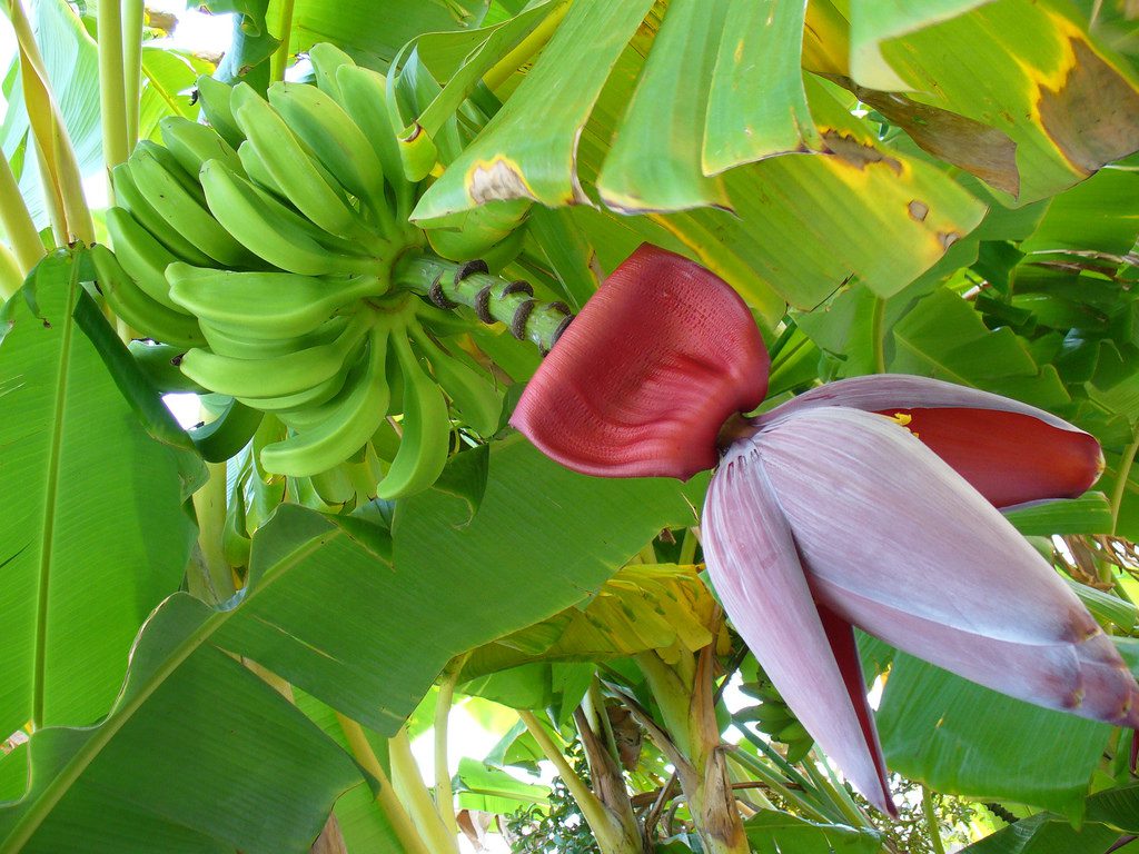 Benefits of Banana Flower Mahilalu