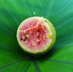 Health Benefits Of Guava