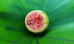 Health Benefits Of Guava
