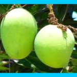 Health Benefits Of Green Mangoes