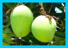 Health Benefits Of Green Mangoes
