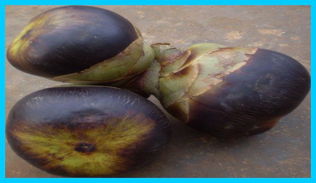 Tati kudumulu making,