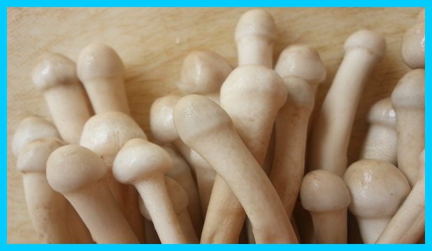 Traditional Mushrooms