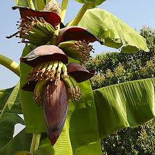 banana flower