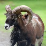 goat head curry recipe