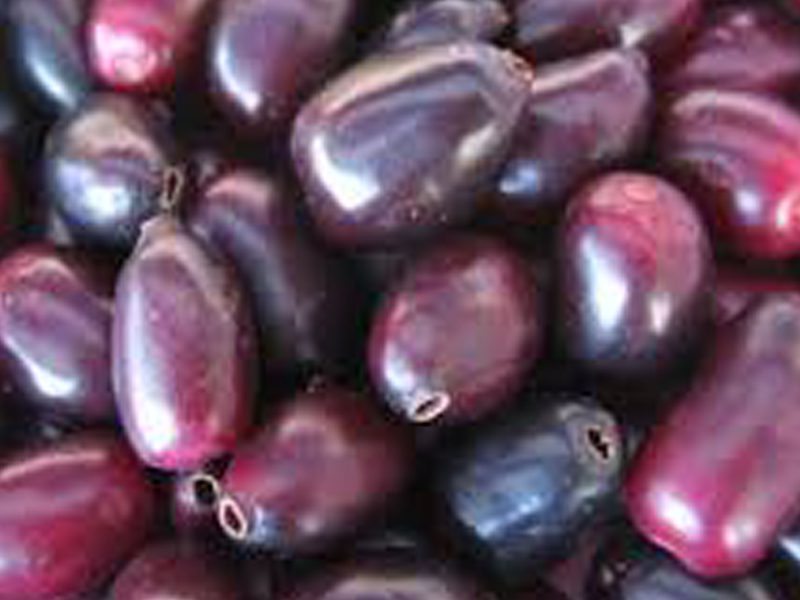 jamun fruit