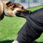 rabies, Rabies Causes Symptoms And Treatment