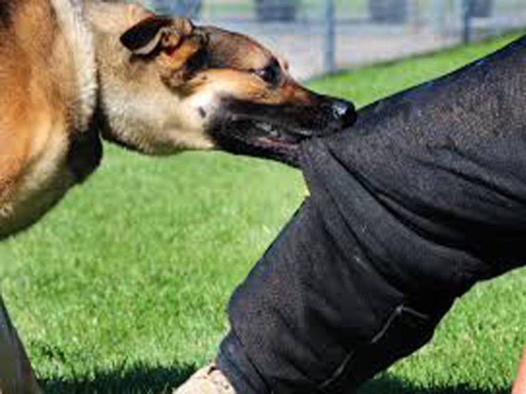 rabies, Rabies Causes Symptoms And Treatment