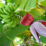 banana flower