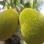 jackfruit
