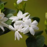 jasmine flowers