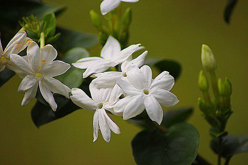 jasmine flowers