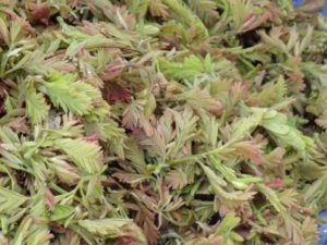 tamarind leaves benefits