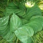 betel leaves