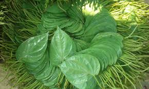 betel leaves