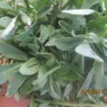 methi leaves