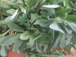 methi leaves