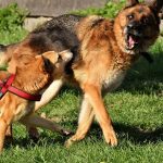 Rabies Causes, Symptoms,Treatment and Prevention