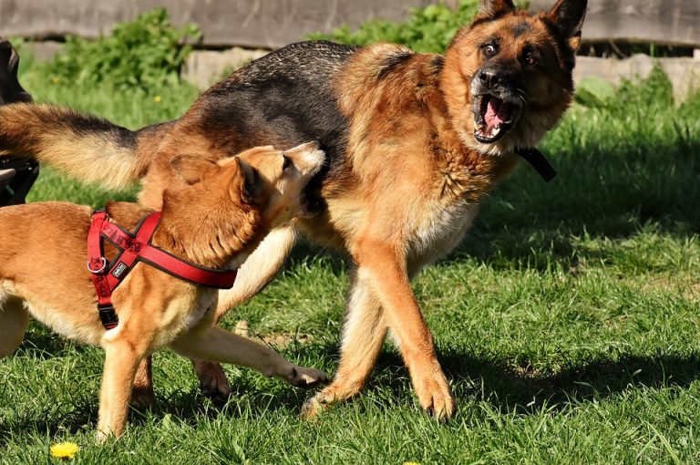 Rabies Causes, Symptoms,Treatment and Prevention