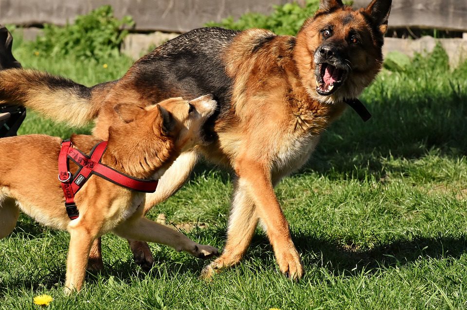 Rabies Causes, Symptoms,Treatment and Prevention