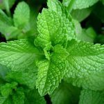Mint Leaves Benefits