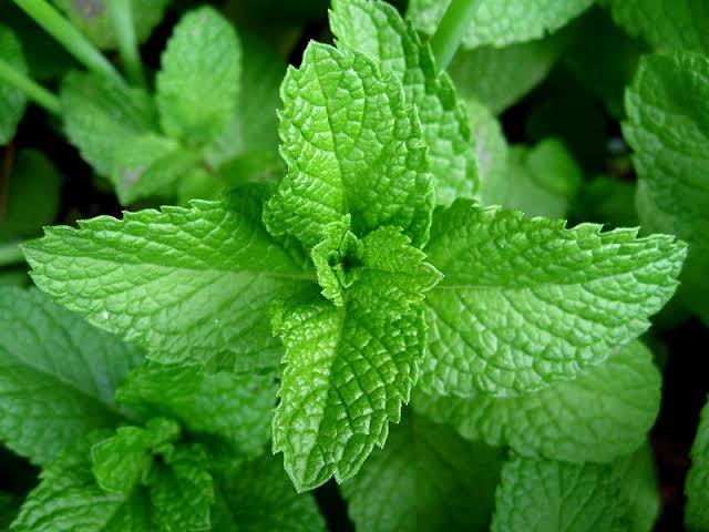 Mint Leaves Benefits