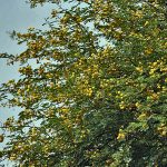 Acacia Tree Medicinal Uses