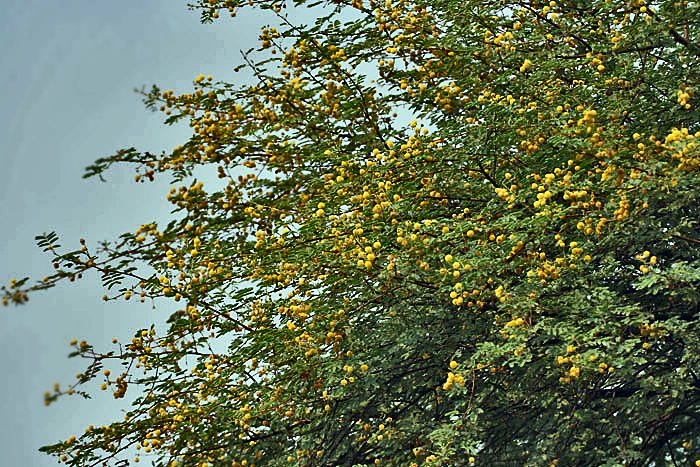 Acacia Tree Medicinal Uses