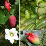 Dondakaya Health benefits