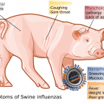 Swine Flu Causes,Treatment