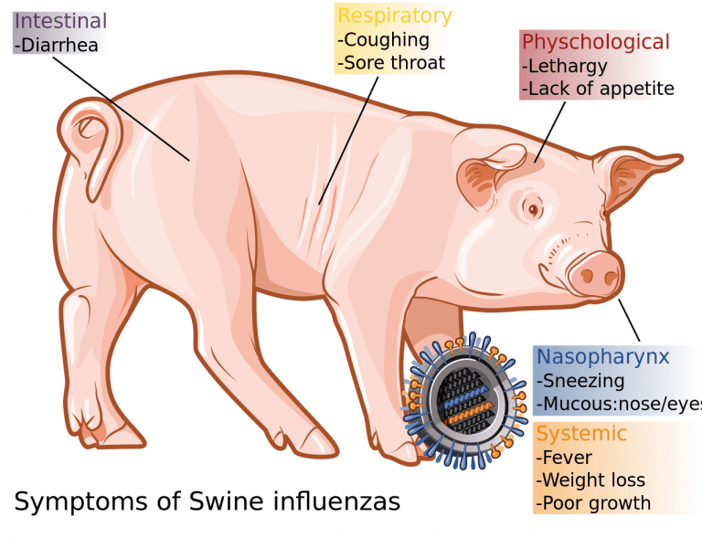 Swine Flu Causes,Treatment
