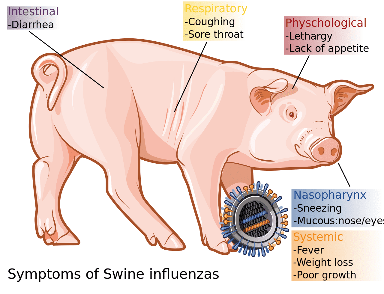 Swine Flu Causes,Treatment