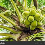 Health Benefits of Coconut Water