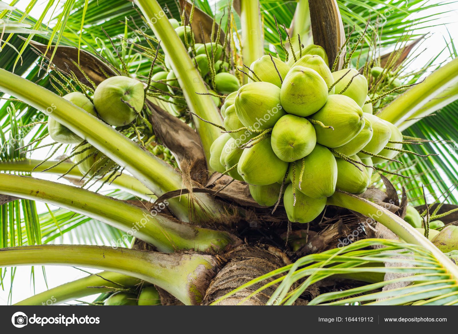 Health Benefits of Coconut Water