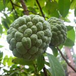 Facts About Custard Apple