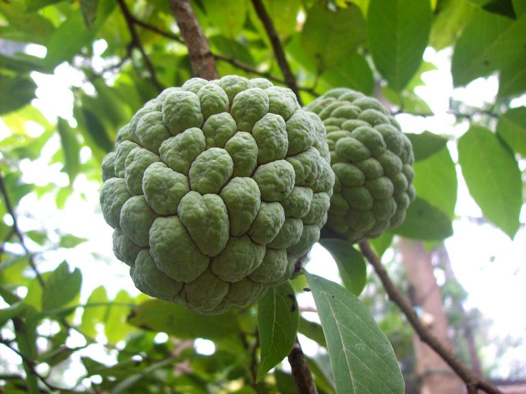 Facts About Custard Apple