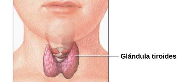 Thyroid Causes Symptoms and Treatment