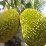 Impressive Health Benefits of Eating JackFruits