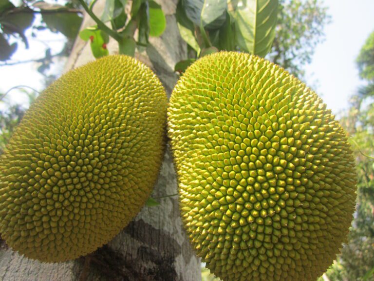 Impressive Health Benefits of Eating JackFruits