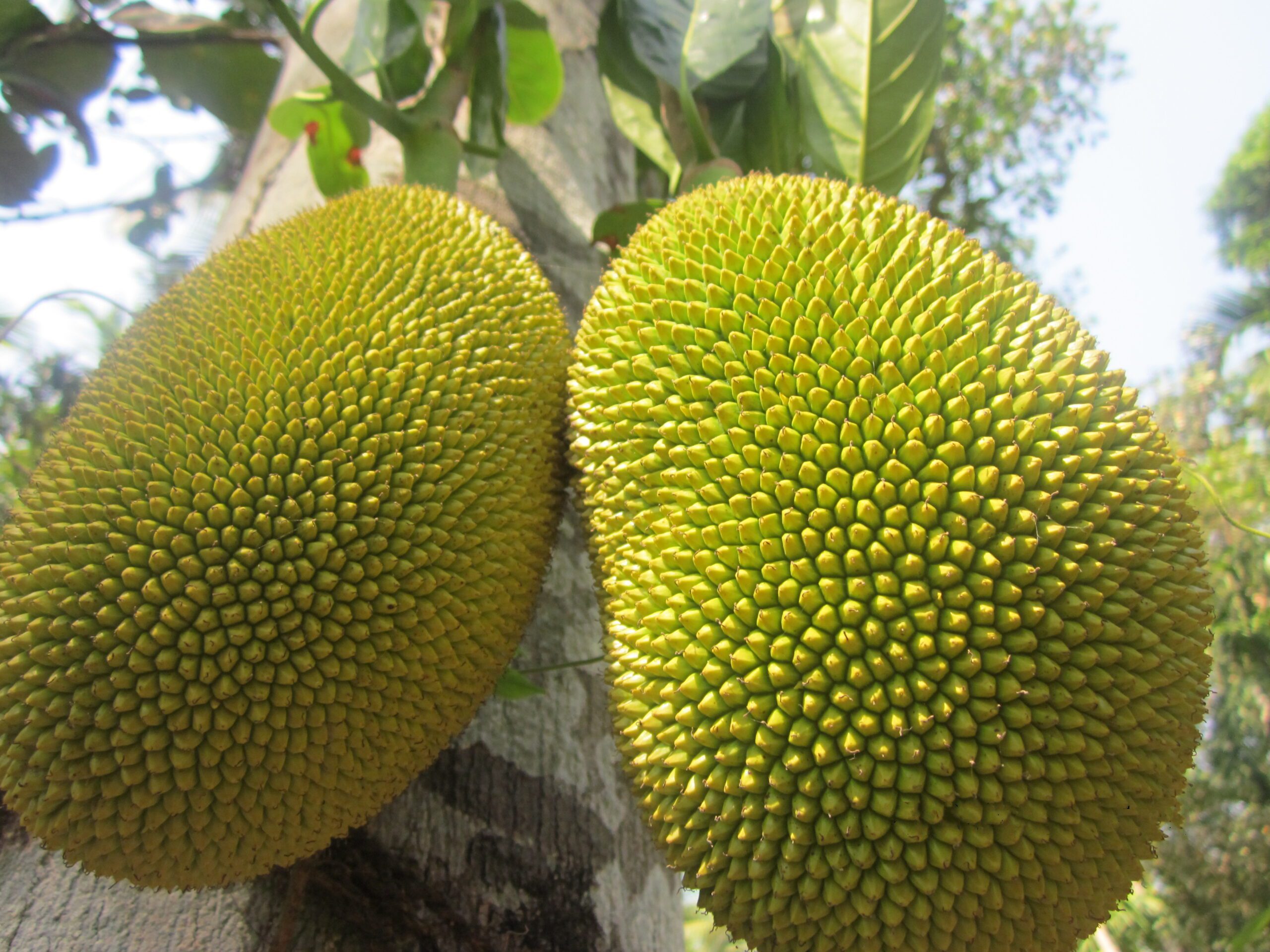 Impressive Health Benefits of Eating JackFruits