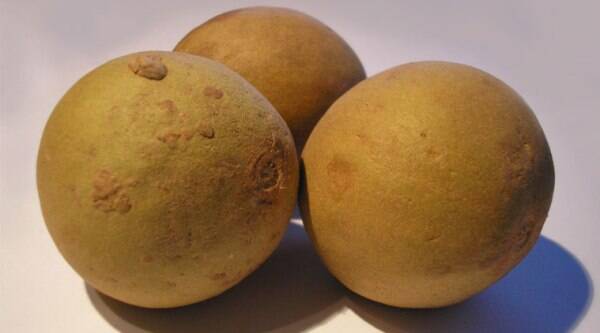 chikoo during pregnancy