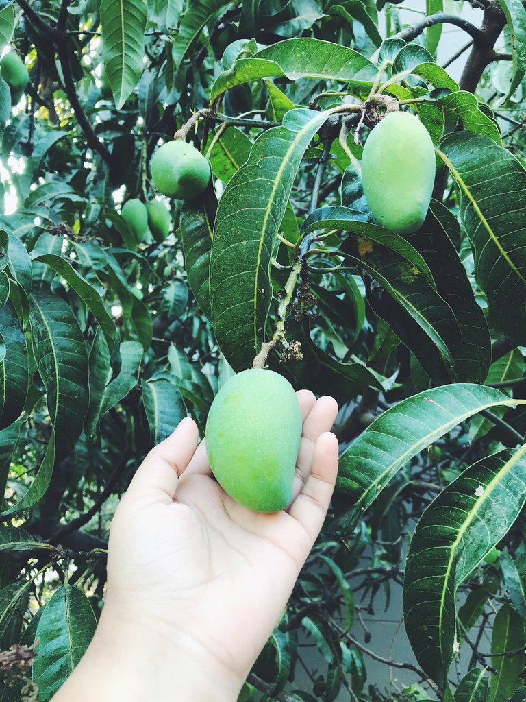 Green Mangoes Amazing Health Benefits