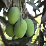 Benefits of Green Mango For Pregnant Women