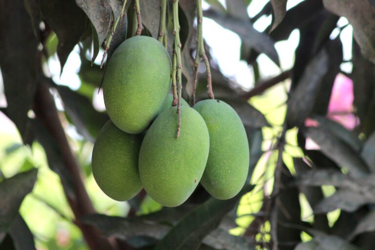 Benefits of Green Mango For Pregnant Women