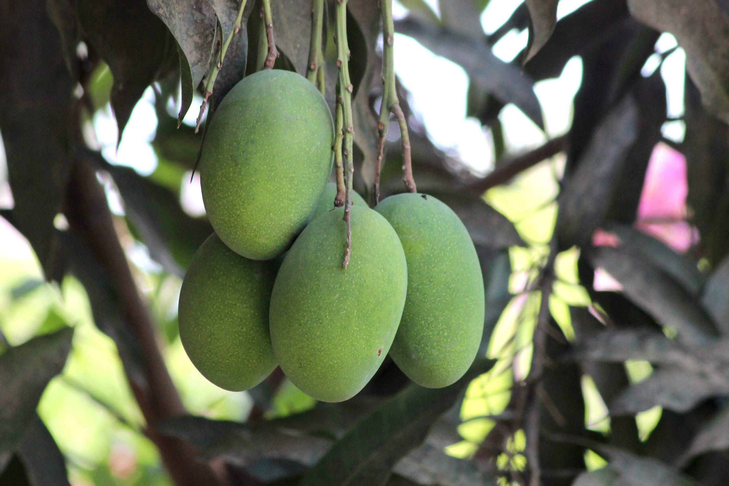 Benefits of Green Mango For Pregnant Women