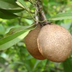 Incredible Health Benefits of Chikoo Fruit
