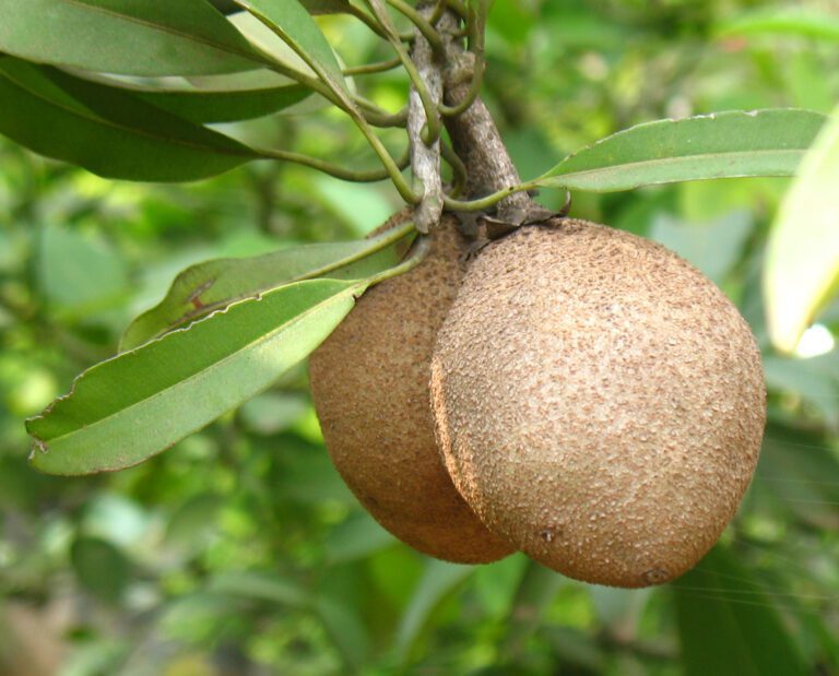 Incredible Health Benefits of Chikoo Fruit