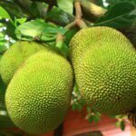 Jackfruit Benefits During Pregnancy
