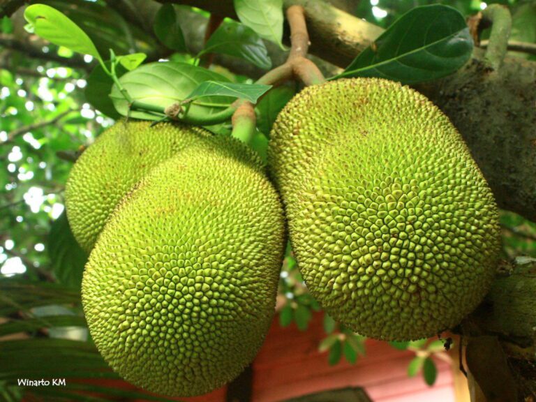 Jackfruit Benefits During Pregnancy