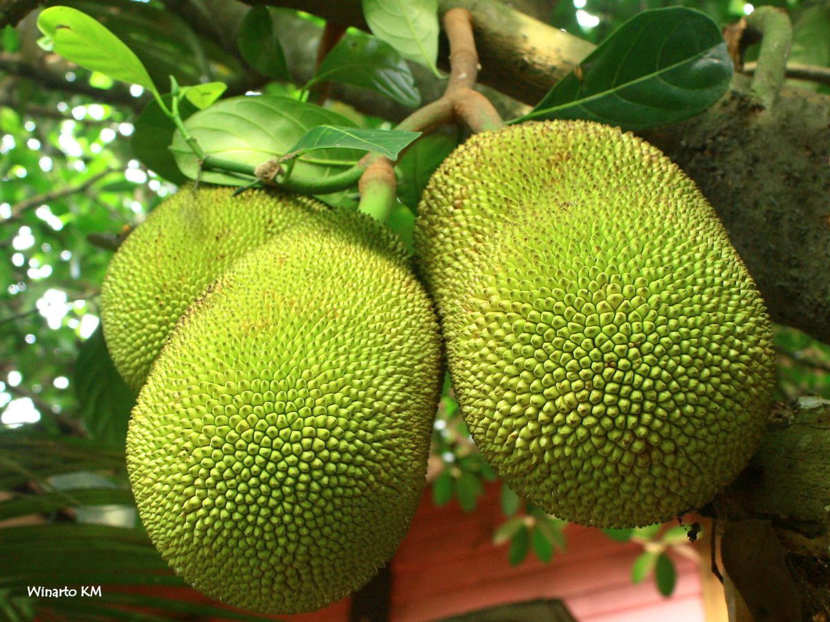 Jackfruit Benefits During Pregnancy